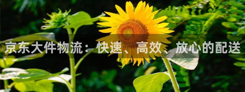 ,优游国际怎么申请代理：京东大件物流